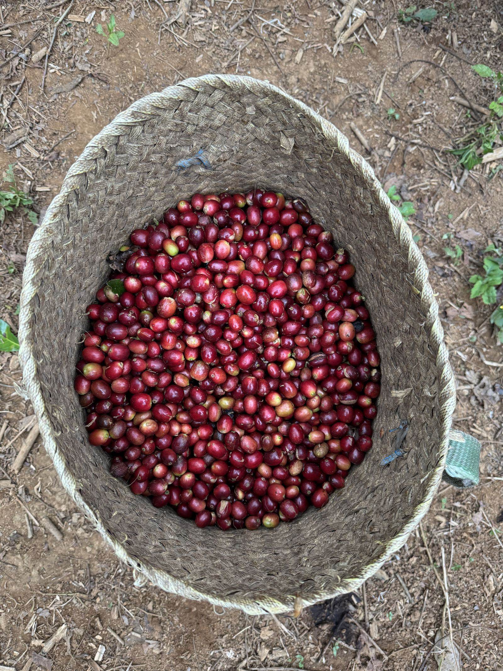 Where Coffee Keeps Evolving
