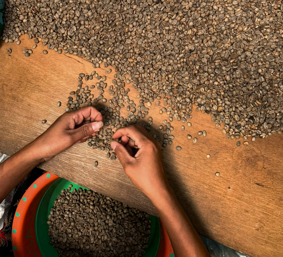 Grading, part of the TuangCoffee story in Manggarai, Flores