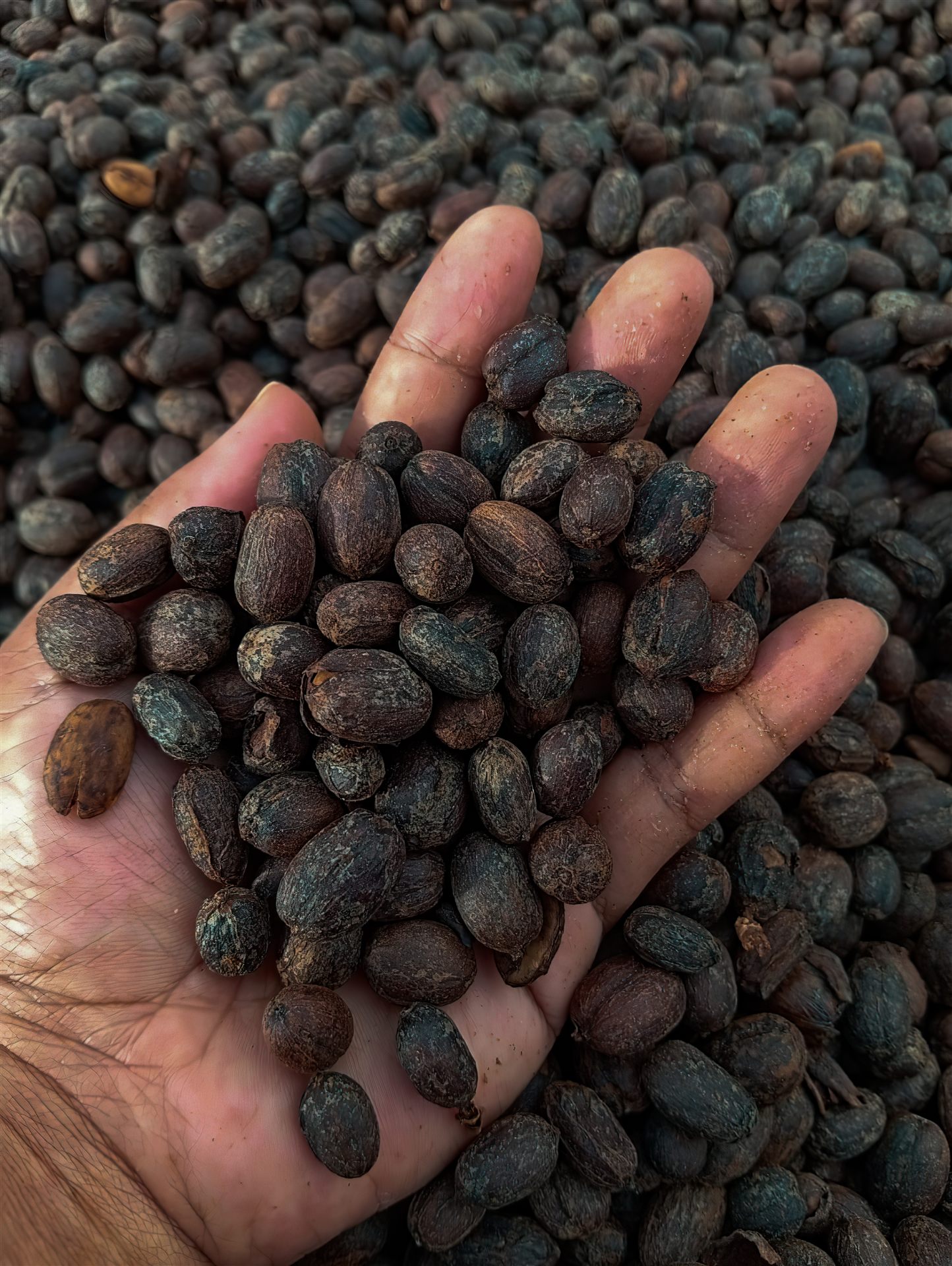 Resting, part of the TuangCoffee story in Manggarai, Flores