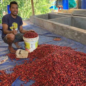 Tuang Coffee - Coffee Cherries Sorting 4