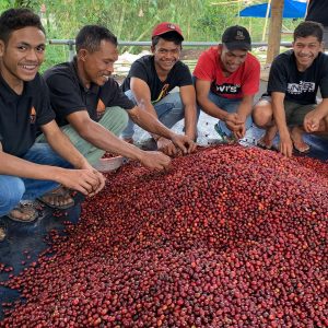Tuang Coffee - Coffee Cherries Sorting 8(1)
