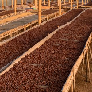 Tuang Coffee - Drying process Natural