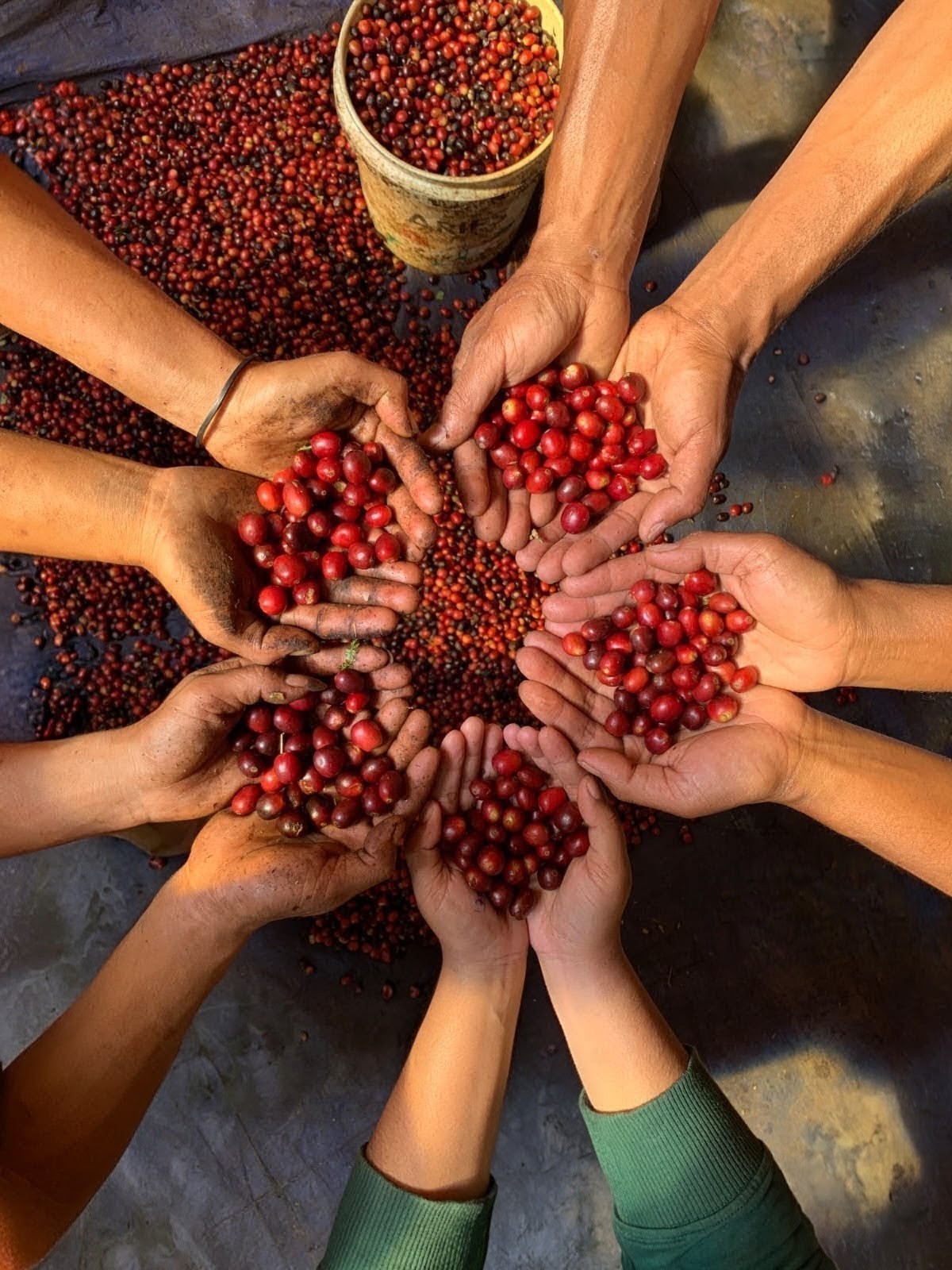 Hands holding cherry - Our story.jpg